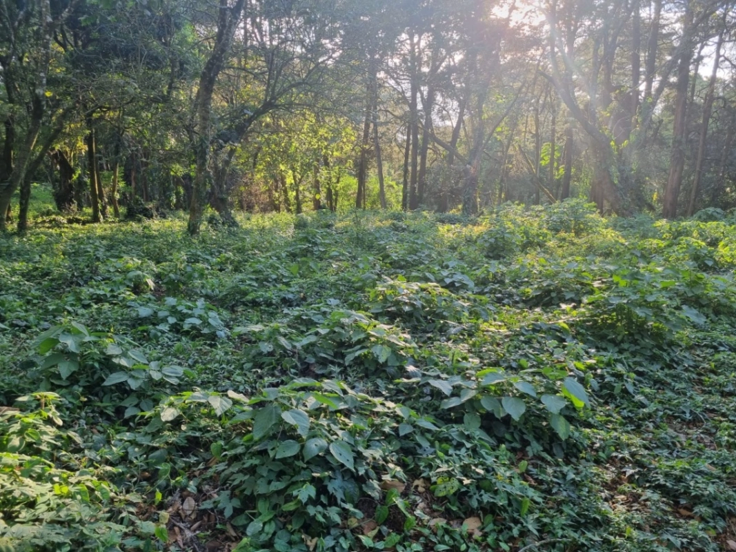 Terreno en venta en Premier Campestre km 23 carretera a El Salvador