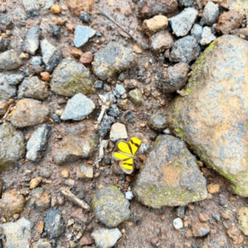 PRECIOSO terreno en EL ZUR en venta! - Miniatura 10