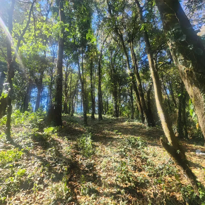 Terreno en Venta Bosque Vivo