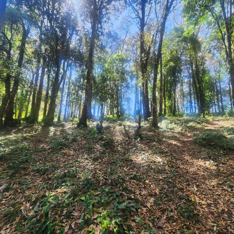 Terreno en Venta Bosque Vivo