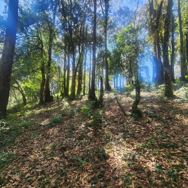Terreno en Venta Bosque Vivo