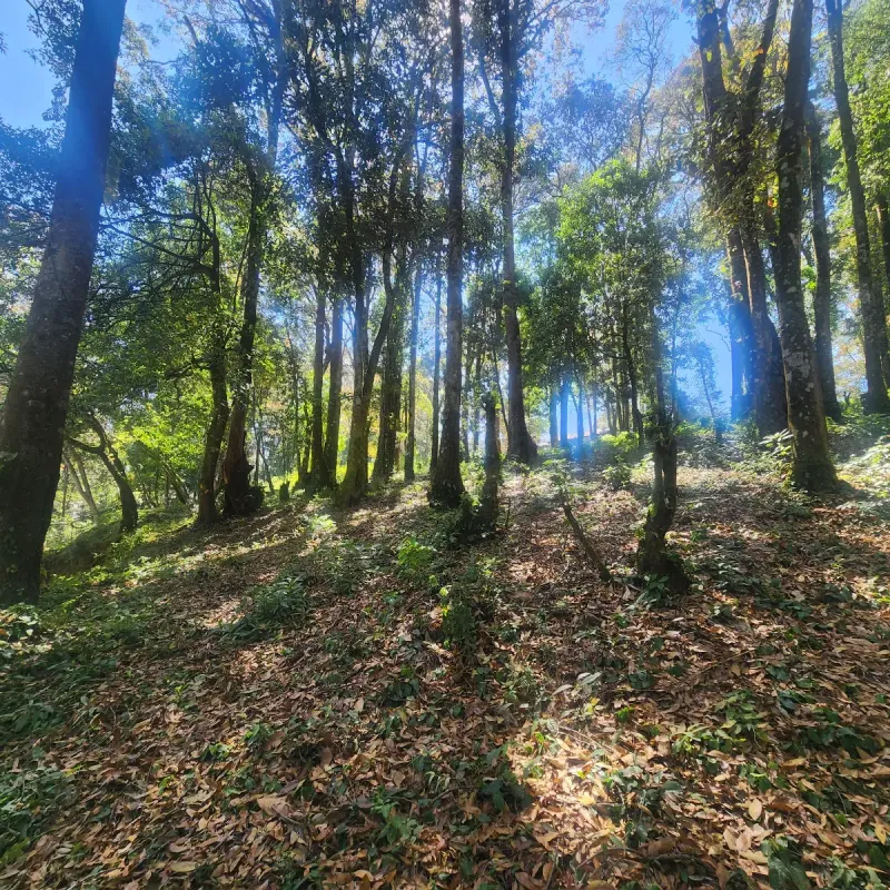 Terreno en Venta Bosque Vivo