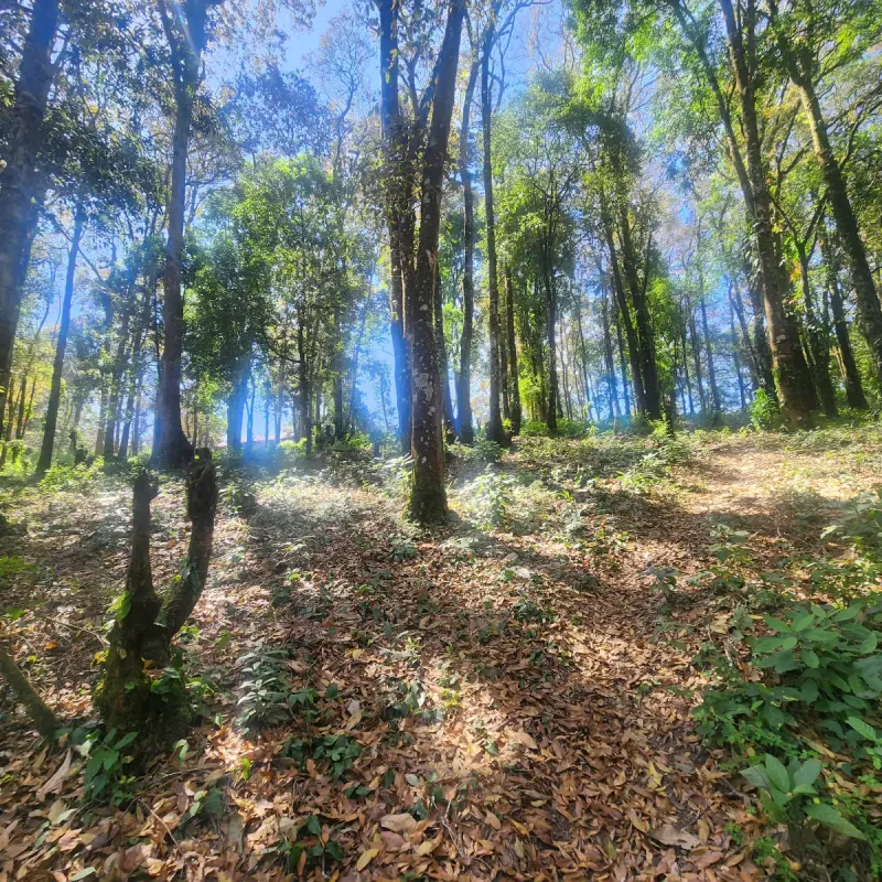 Terreno en Venta Bosque Vivo